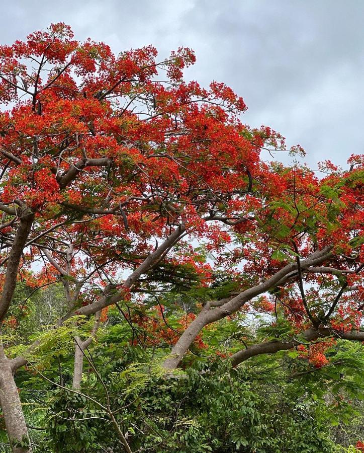 The Serene House Bed & Breakfast Luquillo Buitenkant foto