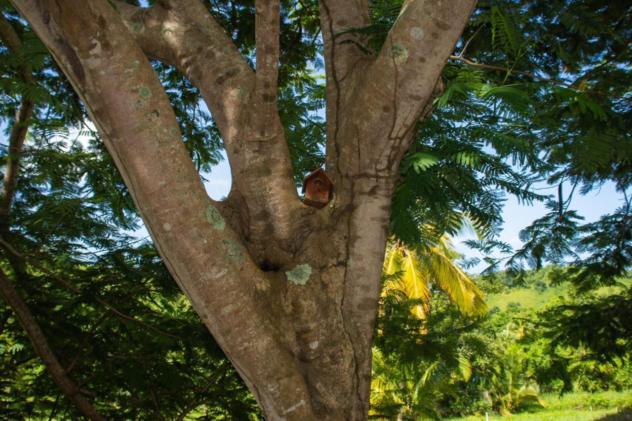 The Serene House Bed & Breakfast Luquillo Buitenkant foto
